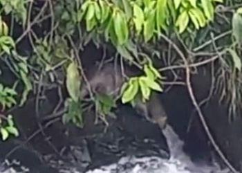 Lobito de río en el Parque Nacional Iguazú