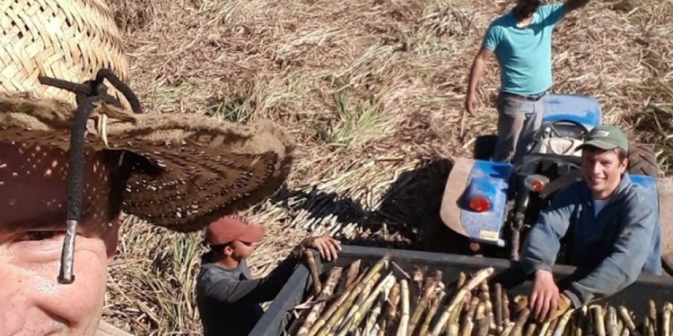 ZAFRA. La sequía fue otro factor que hizo mella en la producción y rentabilidad.