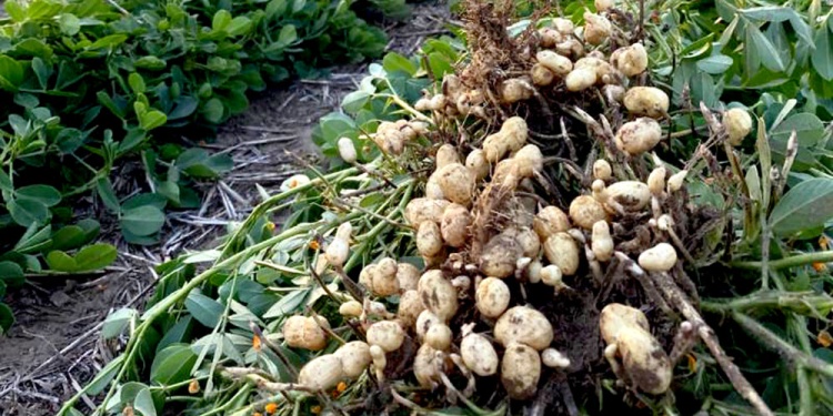 ACTIVIDAD. Gracias a un convenio de vinculación tecnológica, una PyME cordobesa podrá producirlo y comercializarlo.