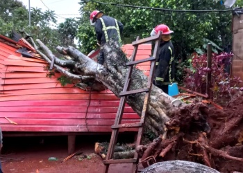 caída de árbol en Oberá