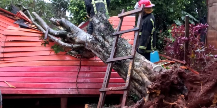 caída de árbol en Oberá