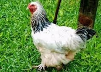 Histórico juicio contra presunto abusador de una gallina