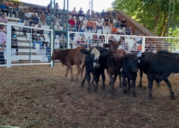 Cómo reducir el estrés y sus consecuencias en el ganado vacuno