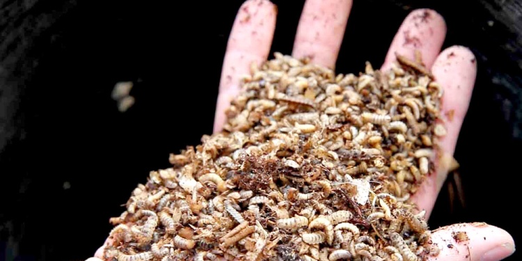 ALTERNATIVA.  Reemplazar el uso de cultivos agrícolas en las dietas del ganado puede reducir las emisiones de gases de efecto invernadero.