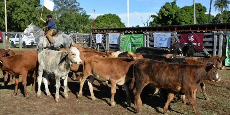 DRAMA. A la sequía que comenzó en diciembre se sumaron los incendios de enero y febrero y ahora la falta de pasturas.