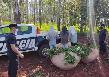 Delito rural: crece robo de madera y citrus, pero mermó hurto de yerba