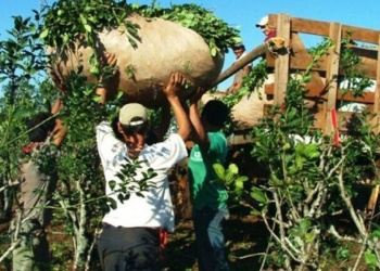 Los productores yerbateros piden fijar el kilo de hoja verde en 50 centavos de dólar