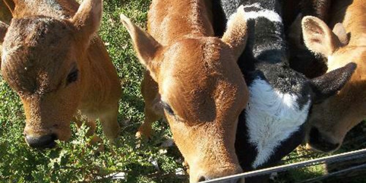 PRIMICIA. La subasta de este sábado es todo un desafío para el sector.