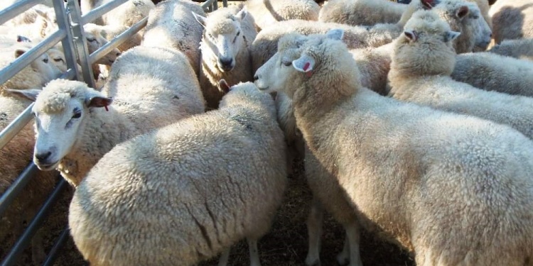 DESARROLLO. Se trabaja en simultáneo con productores y con escuelas.