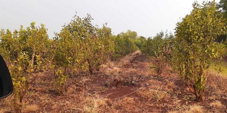 URGE PROTECCIÓN. Enormes extensiones de plantaciones fueron arrasadas por la sequía y el calor, piden medidas.