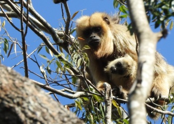 Proponen declarar al mono aullador como Monumento Natural