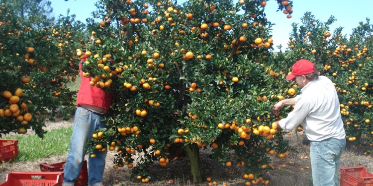 El Puente al Empleo funcionaría en casos como obreros citrícolas, arándano, construcción, trabajadores rurales, tabaco y demás economías regionales.