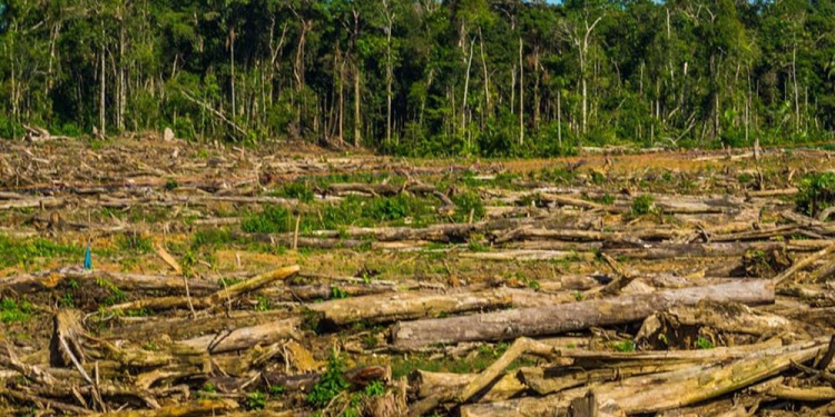 ACCIONES. “El sector forestal debe rendir cuentas y hacer una autocrítica respecto al manejo de los suelos”, sostuvo Kaapuera.
