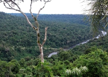 Incendios: “Por ahora venimos muy tranquilos en Misiones, pero hay que extremar los cuidados”