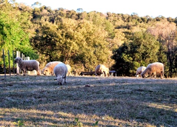 Una oveja de hace 4.000 años el ancestro más antiguo de la bacteria de la peste negra