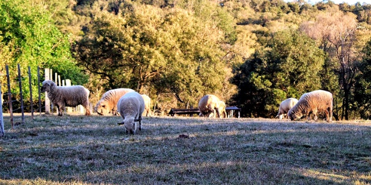ESTRUCTURA PRODUCTIVA. La Provincia afianza su mercado ovino.