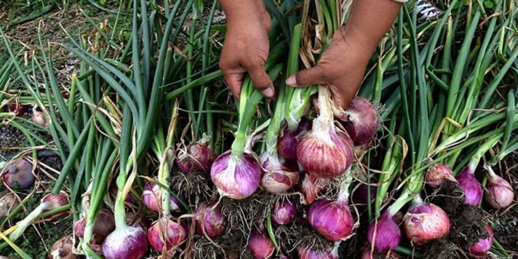 AYUDA. Aproximadamente 400 productores serán beneficiados en Misiones.
