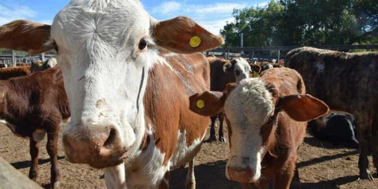 SITUACIÓN ACTUAL. “Hay lotes que todavía están con los terneros al pie de la madre. Son vacas que están descalcificadas y hay que invertir para que esa fábrica de terneros se recupere”, advirtieron desde el sector ganadero.
