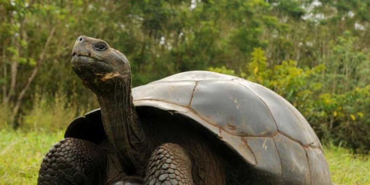Las Islas Galápagos son consideradas un "inagotable laboratorio vivo"
