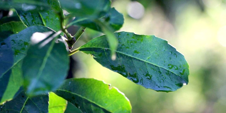 PRECIPITACIONES. Esperan que con la continuidad de lluvias el déficit hídrico de la región vaya mermando.