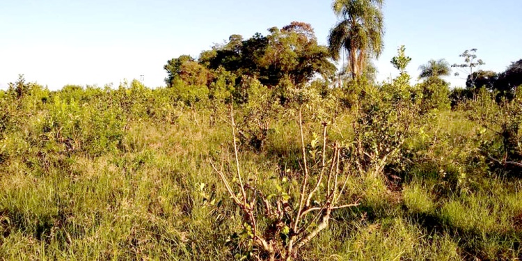 PLANTAS DAÑADAS. Además de la pérdida económica, la planta necesitará un tiempo para volver a producir normal.