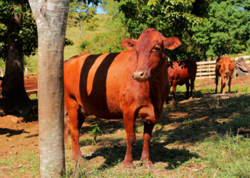 Ganaderos están expectantes por cómo se aplicará el plan nacional