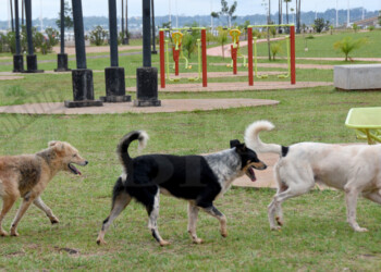 Buscan que el IMUSA se convierta en un hospital veterinario municipal