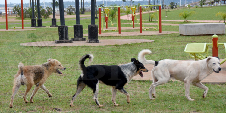 INICIATIVA. EL objetivo del Hospital Veterinario Municipal es contribuir a la protección de la salud y el desarrollo humano, indicaron en el proyecto..