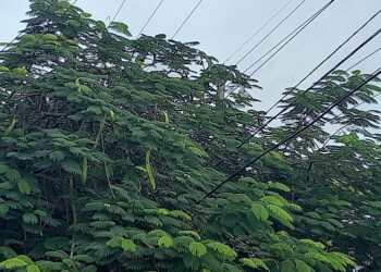 Queja de vecinos por competencia de podas sobre el tendido eléctrico