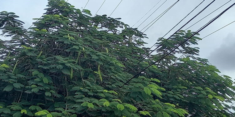 COMPLEJO. Los cables del tendido eléctrico atravesando los árboles en casi todo Posadas. Queda claro que muchos no saben quién debe podarlos. (Gentileza DAR)