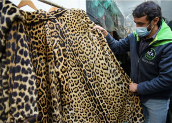 Vendían prendas fabricadas con pieles de yaguareté y cuero de yacaré
