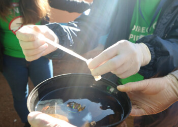 Arrancó el LIRAa en Oberá y habrá operativos en otros seis municipios