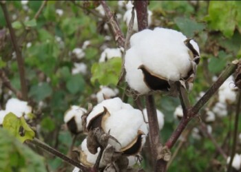 La primera variedad de algodón con fibras extra largas