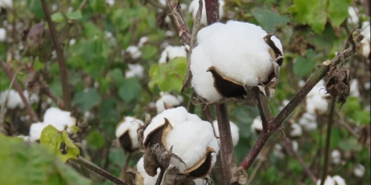 LOGRO. A partir del hecho inédito en Argentina, recordaron que estas fibras solamente se producen en Egipto y Perú.