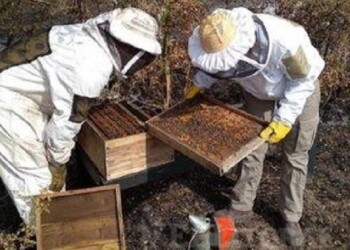 Relevarán estado de la producción apícola tras los incendios en Corrientes