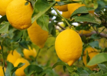 Cítricos: desarrollan resistencia genética contra enfermedades destructivas