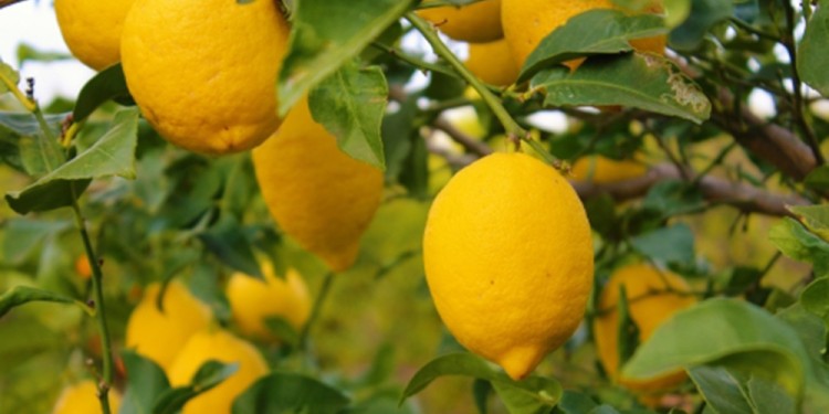 DESTACADO. En Argentina la producción regional de cítricos representa el 60% de la actividad frutícola.