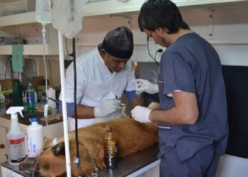 El canil de Seguridad Animal  de Oberá se queda sin espacio