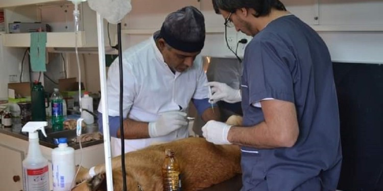 CASTRACIONES. Los animales que dan en adopción son castrados y tratados antes de ser entregados.