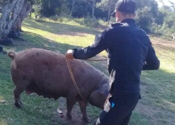 Buscan a dos individuos por el robo de una chancha