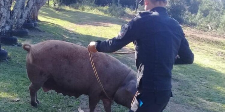 SANO Y SALVO. El animal fue encontrado a 10 kilómetros del lugar del hecho.