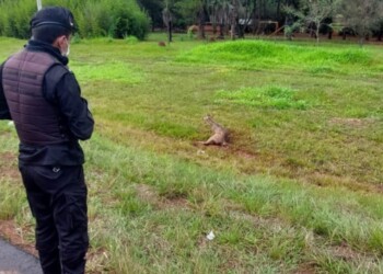 Encontraron un ciervo herido al costado de la ruta 12