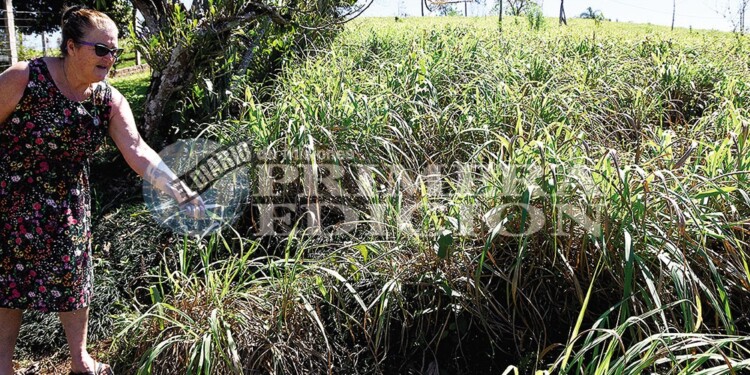 CIENCIA MISIONERA. La certificación garantizará la calidad y trazabilidad del producto.