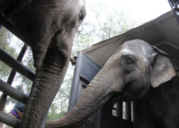 Tras atravesar Misiones, Pocha y Guillermina se encuentran en Brasil