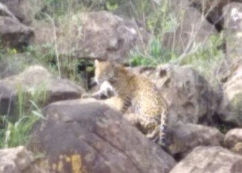 “Indira” se dejó ver en el Parque Nacional Iguazú