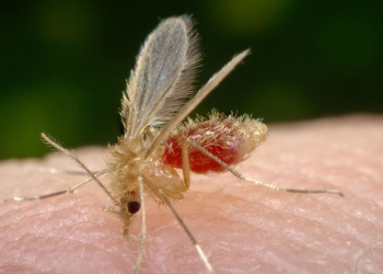 Monitorean la presencia del vector de la leishmaniasis en barrios posadeños