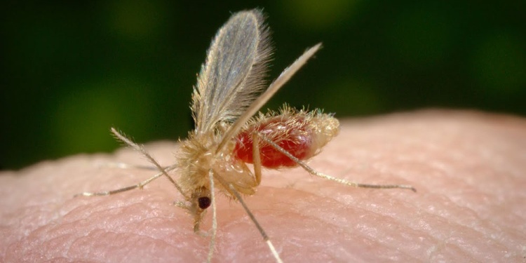 CONTROL. El vector de la leishmaniasis fue detectado en varios barrios y es un insecto que se cría en tierra, a diferencia del Aedes.
