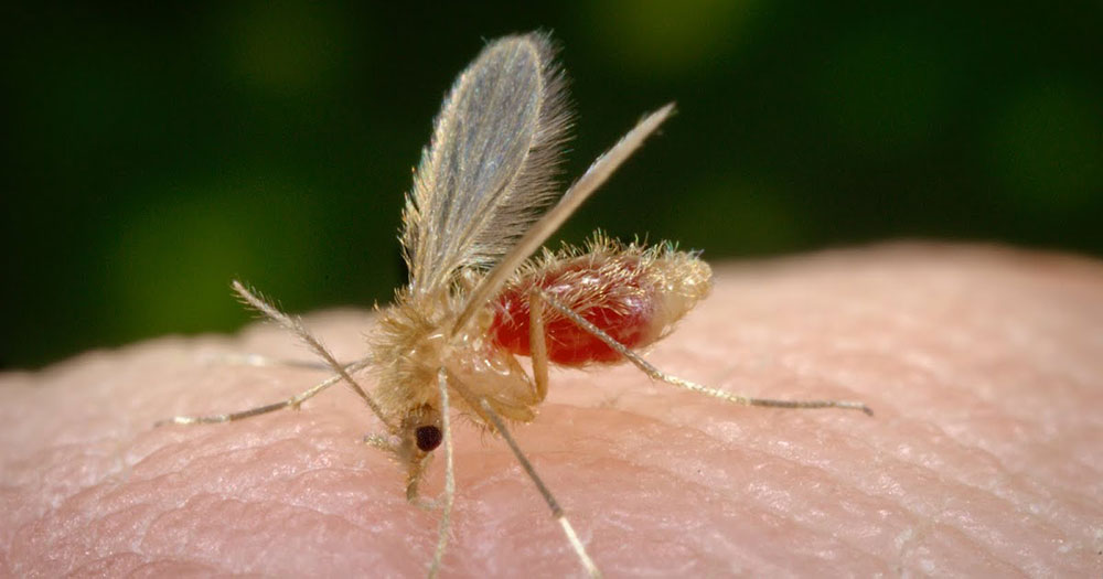 Un caso de leishmaniasis visceral en un niño disparó alarmas en Posadas