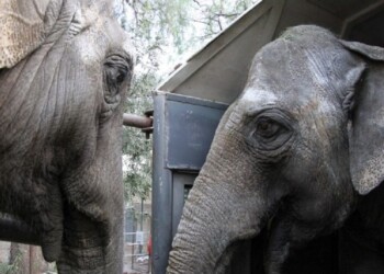 Misiones aguarda a las elefantas Pocha y Guillermina en su paso hacia Brasil