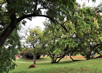 Vecinos logran frenar la “mutilación” de árboles